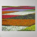 Search for carpet posters Flowers