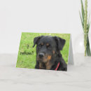 Search for comfortable photography Dog