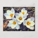 Search for crocus postcards Flowers