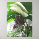 Search for tropical plants posters Garden