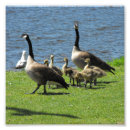 Search for canada goose posters Animals