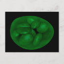 Search for chloroplast Cell