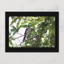 Search for blue jay photography Animals