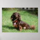 Search for long haired dachshund art Chocolate and tan