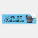 Search for chihuahua bumper stickers I love my chihuahua
