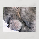 Search for cute chimpanzee postcards Chimps