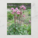 Search for columbine flowers postcards Colorado