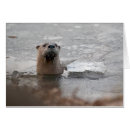 Search for river otters postcards Water