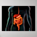 Search for human digestive system posters Muscle