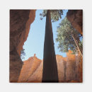 Search for tall magnets Flora