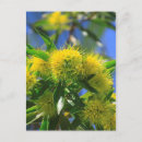 Search for australia cairns postcards Acacia