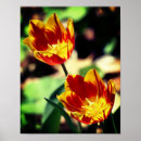 Search for yellow tulip posters Botanical