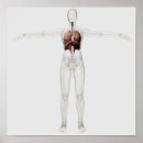 Search for respiratory system posters Anatomy