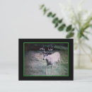Search for deer buck postcards Bucks