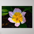 Search for lilac flower posters Bloom