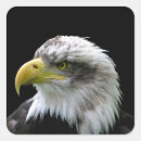 Search for raptor stickers Nature