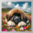 Search for newfoundland posters Newfie