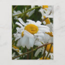 Search for smiling faces postcards Happiness