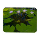 Search for conservatory magnets Darrell gulin