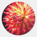 Search for dahlia stickers Summer