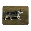 Search for bob and pam langrish Canine photographer