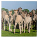 Search for herd the tiles Horse