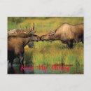 Search for alaska love postcards Nature