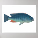 Search for cichlid art Aquarium