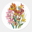 Search for gladiolus stickers Botany