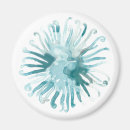 Search for sea urchin magnets Blue