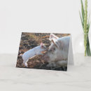 Search for pig love cards Farm