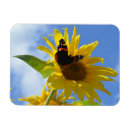 Search for admiration magnets Butterfly