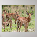 Search for botswana photography Wild animals