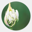 Search for agapanthus stickers African lily