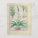 Search for medicinal plants postcards 15th