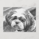 Search for shih tzu lover postcards Cute