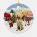 Search for spinone italiano Pets