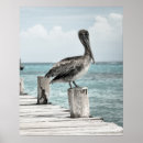 Search for pelican posters Shore