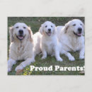Search for golden retriever puppies postcards Puppy