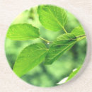 Search for lush green barware Nature