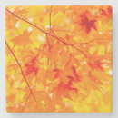 Search for autumn leaf coasters Photography