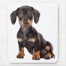 Search for dachsie mousepads Puppies