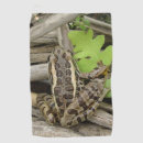 Search for leopard frogs Animal