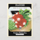 Search for radish postcards Retro