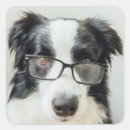 Search for border collie lover stickers Puppy