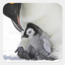 Search for emperor penguin stickers Antarctica