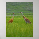 Search for sandhill art Cranes
