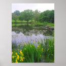 Search for pond reflection posters Water lilies