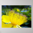 Search for sharon art Flower