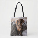 Search for dappled bags Dog